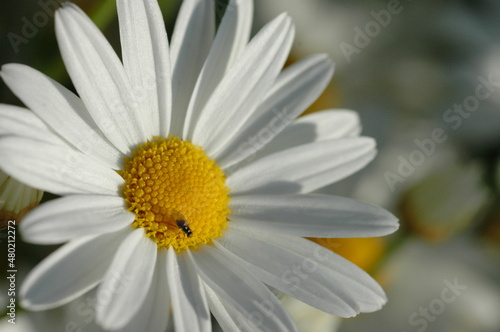 daisy flower