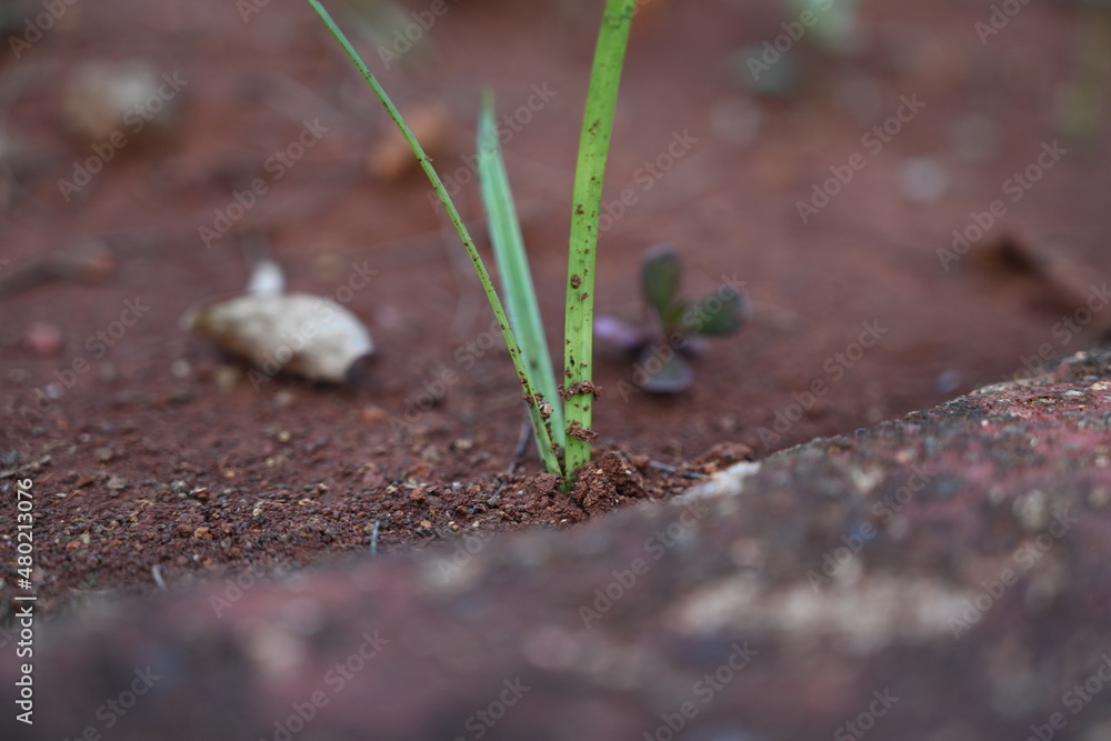 green grass growing in the soil green grass growing in the soil