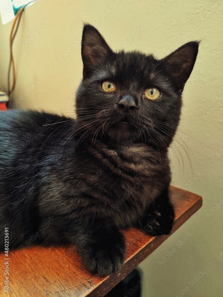 Black Munchkin Cat looking at camera - Little paws