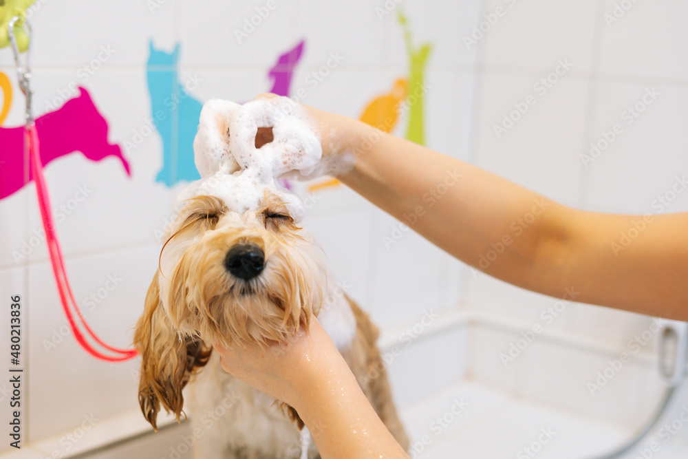 Close up face of funny curly Labradoodle dog female groomer