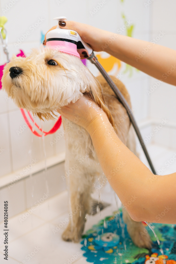 Can You Give Dog A Bath After Shots