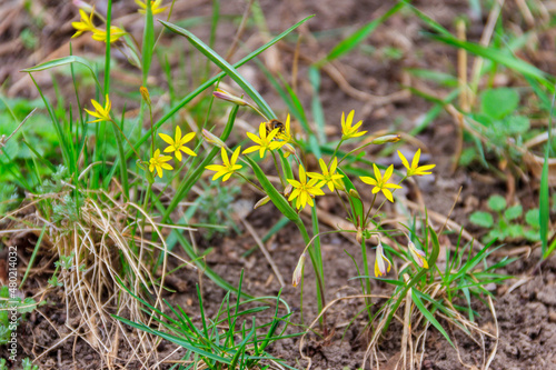 Yellow star-of-Bethlehem flowers (Gagea lutea) on a green meadow