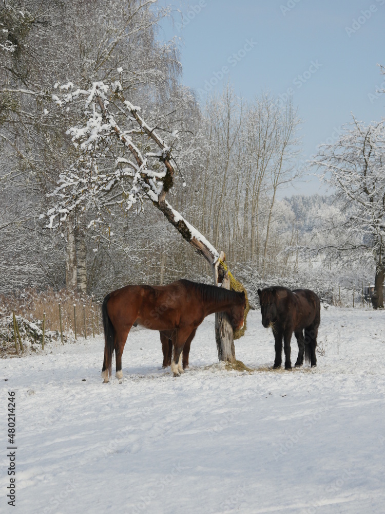 Pferde im Winter