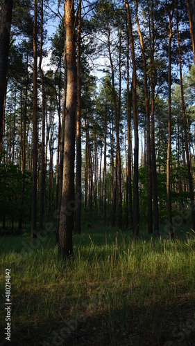 summer forest © Viacheslav