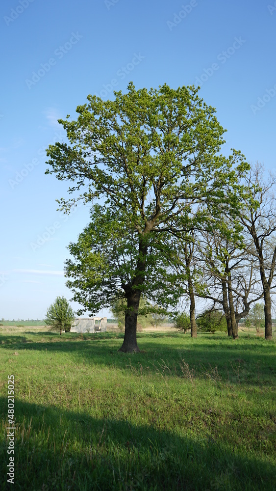 Fototapeta premium trees in the field