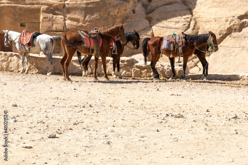 Donkeys  its a popular transportation in Jordan  Petra 