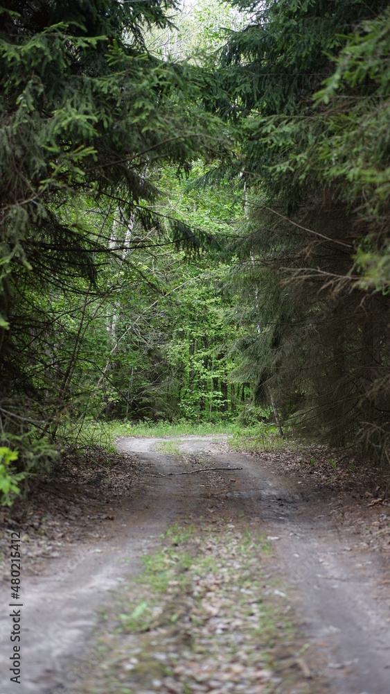 Obraz premium summer forest and flowers