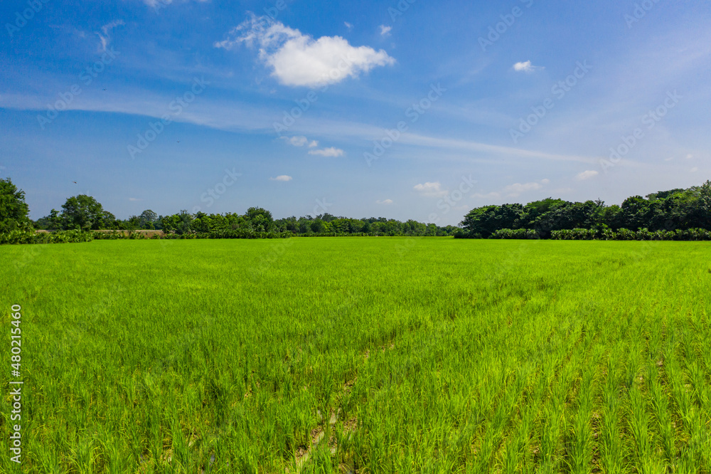 Beautiful Green paddy rice field in the open blue sky. Beautiful Green paddy rice field in the open blue sky.