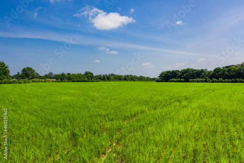 Beautiful Green paddy rice field in the open blue sky. © Surachetsh