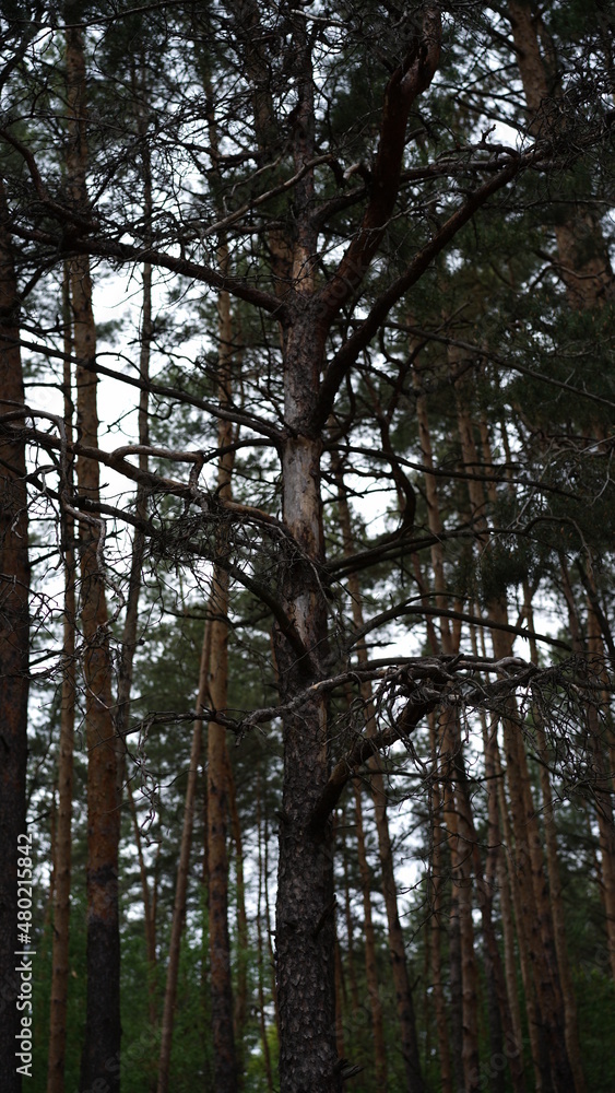 Fototapeta premium forest flowers and trees