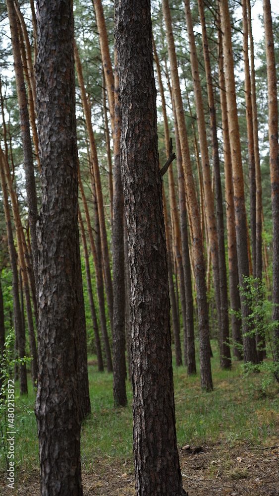 Obraz premium forest flowers and trees