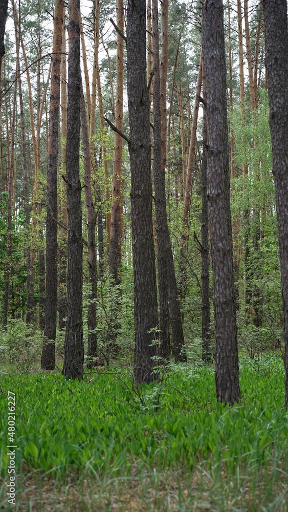 Fototapeta premium forest cloudy day lake and green grass