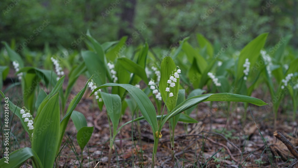 Obraz premium forest flowers and trees