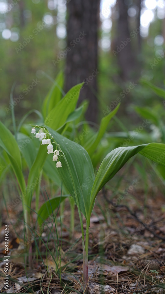 Fototapeta premium forest cloudy day lake and green grass