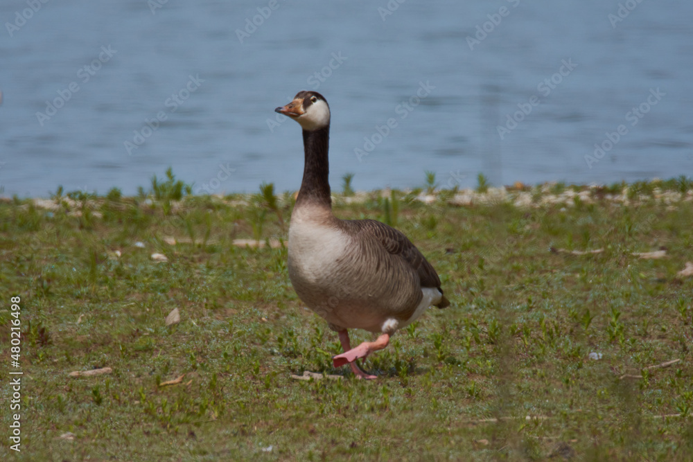 Kanadagans Hybridgans in Bayern Kanadagans Hybridgans in Bayern