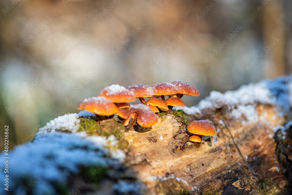 Edible winter mushrooms flammulina velutipes growing on the dead tree trunk covered with snow, natural outdoor seasonal background in sunlight Edible winter mushrooms flammulina velutipes growing on the dead tree trunk covered with snow, natural outdoor seasonal background in sunlight