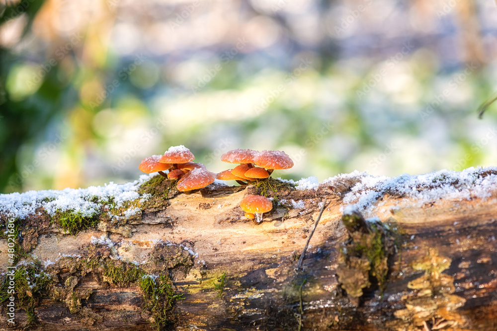 Edible winter mushrooms flammulina velutipes growing on the dead tree trunk covered with snow, natural outdoor seasonal background in sunlight Edible winter mushrooms flammulina velutipes growing on the dead tree trunk covered with snow, natural outdoor seasonal background in sunlight