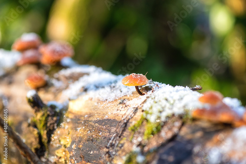 Edible winter mushrooms flammulina velutipes growing on the dead tree trunk covered with snow, natural outdoor seasonal background in sunlight