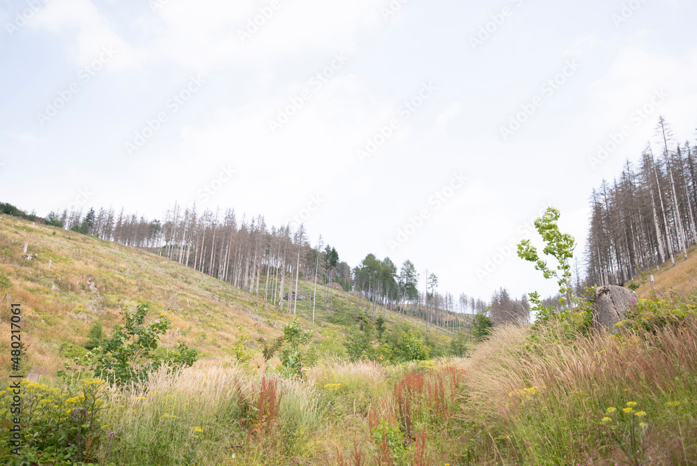 panorama of the mountains