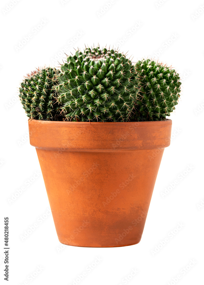 Cactus in a ceramic pot isolated on a white background. Front view. Indoor plant, interior decor. Cactus in a ceramic pot isolated on a white background. Front view. Indoor plant, interior decor.