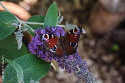 Aglais io, European peacock butterfly, on summer lilac photo