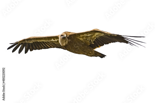 verdon vulture griffon buzzard bird isolated on white photo