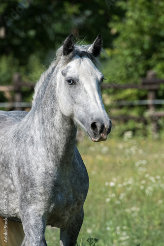 Portrait of Gypsy Cob at canter
