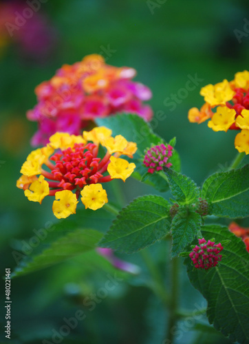 Colourful flowers