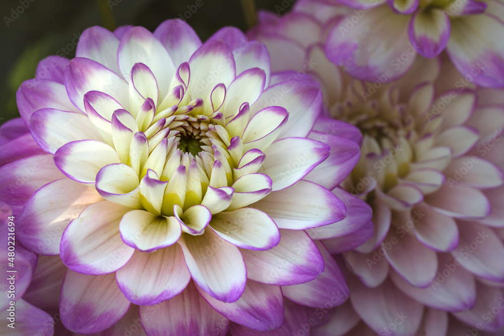 Delicate blooming white-pink dahlias on a natural background. Floriculture, landscape design.
