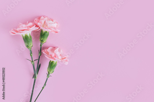 Tender carnation flowers on pastel pink background. © Inna