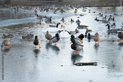 Ducks, geese, and swans swimming in an icy pond