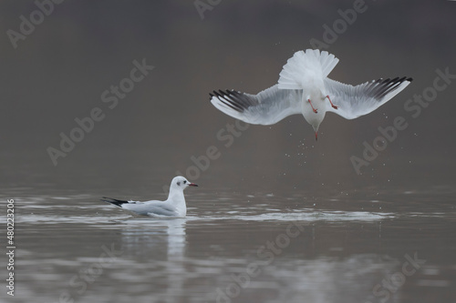 Laughing Gull Chroicocephalus ridibundus in acrobatic flight on a pond