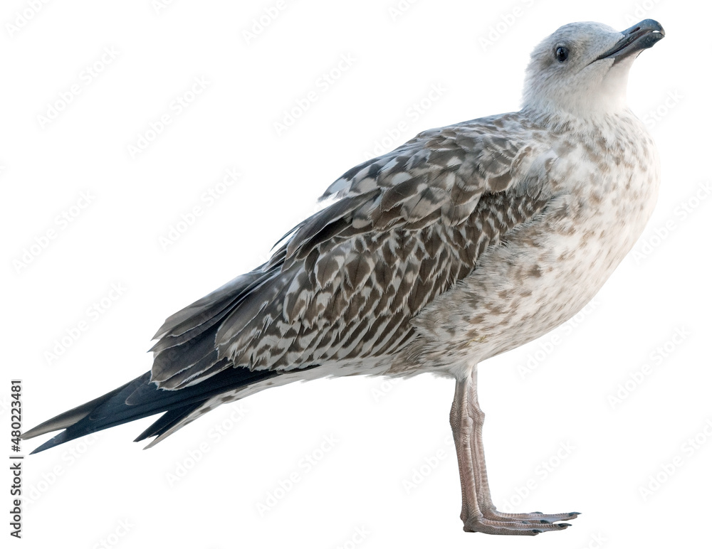 White and grey seagull White and grey seagull