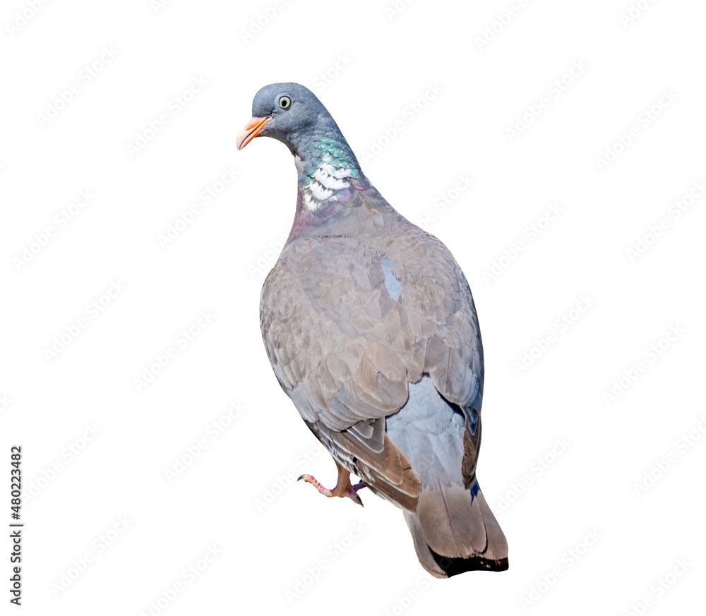 Fototapeta premium portrait of a beautiful pigeon