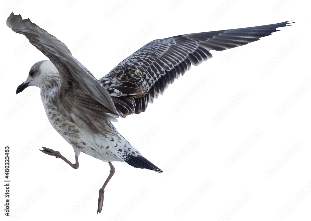 Obraz premium White and grey seagull