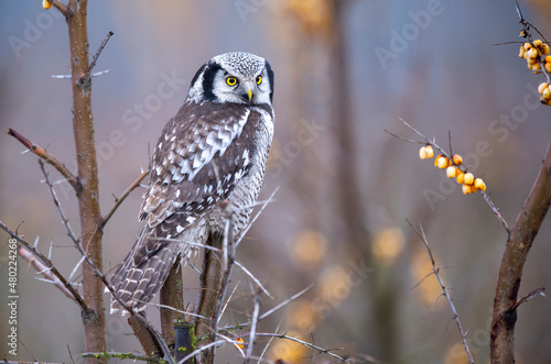 Northern Hawk Owl ( Surnia ulula )