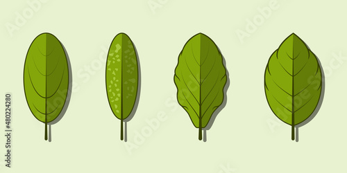 Green leaf vector collection set  tropical green eucalyptus green art  natural leaf herbal leaves.