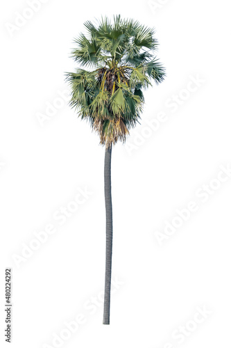 isolated on white background sugar palm