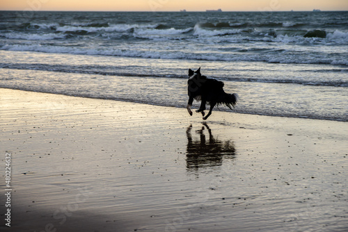 Border Collie running at beach