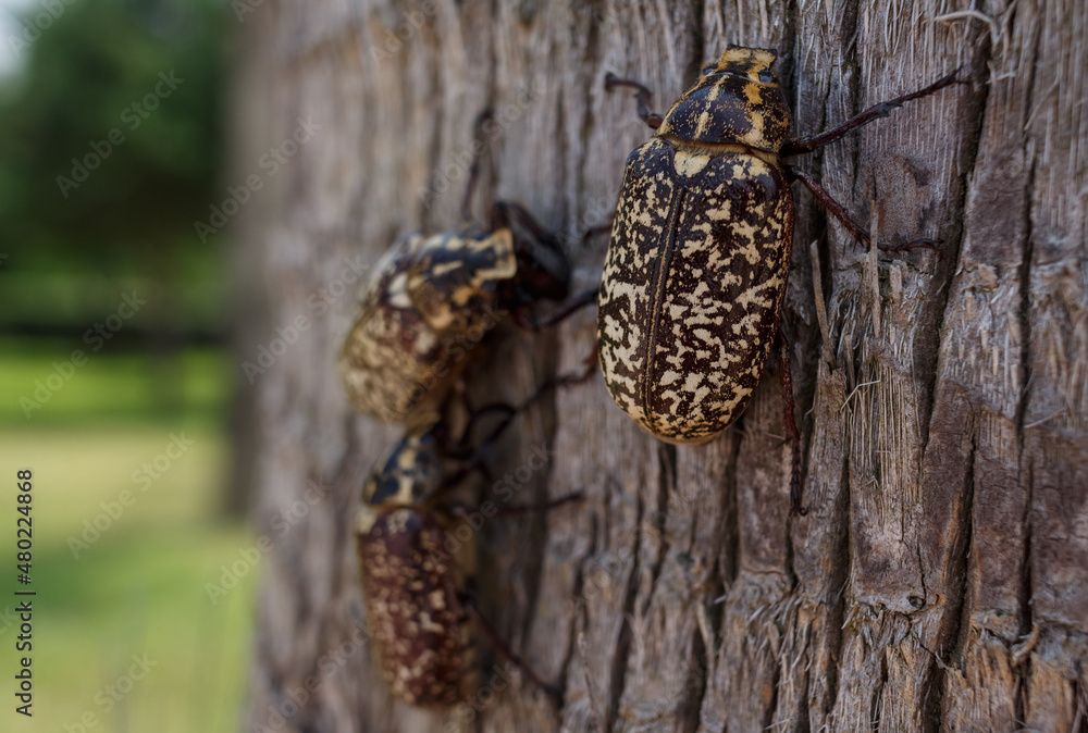 Cockchafer or May bug (Melolontha melolontha). Family of beetles on a tree. Cockchafer or May bug (Melolontha melolontha). Family of beetles on a tree.