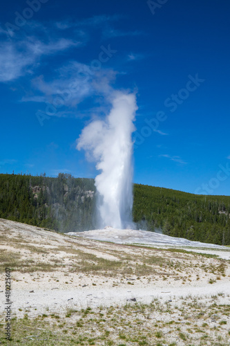 Old faithful geyser erupting in summer, Yellowstone National Park Wyoming hot springs.