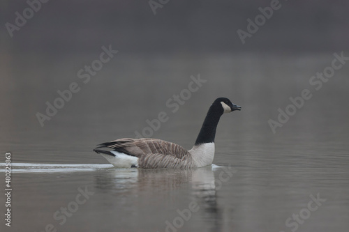 Canada goose swimming on a pond in the morning mist of a winter day