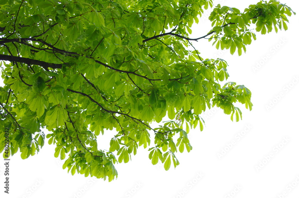 tree leaves isolated