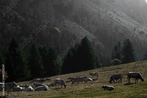 Mucche al pascolo stato brado in montagna photo