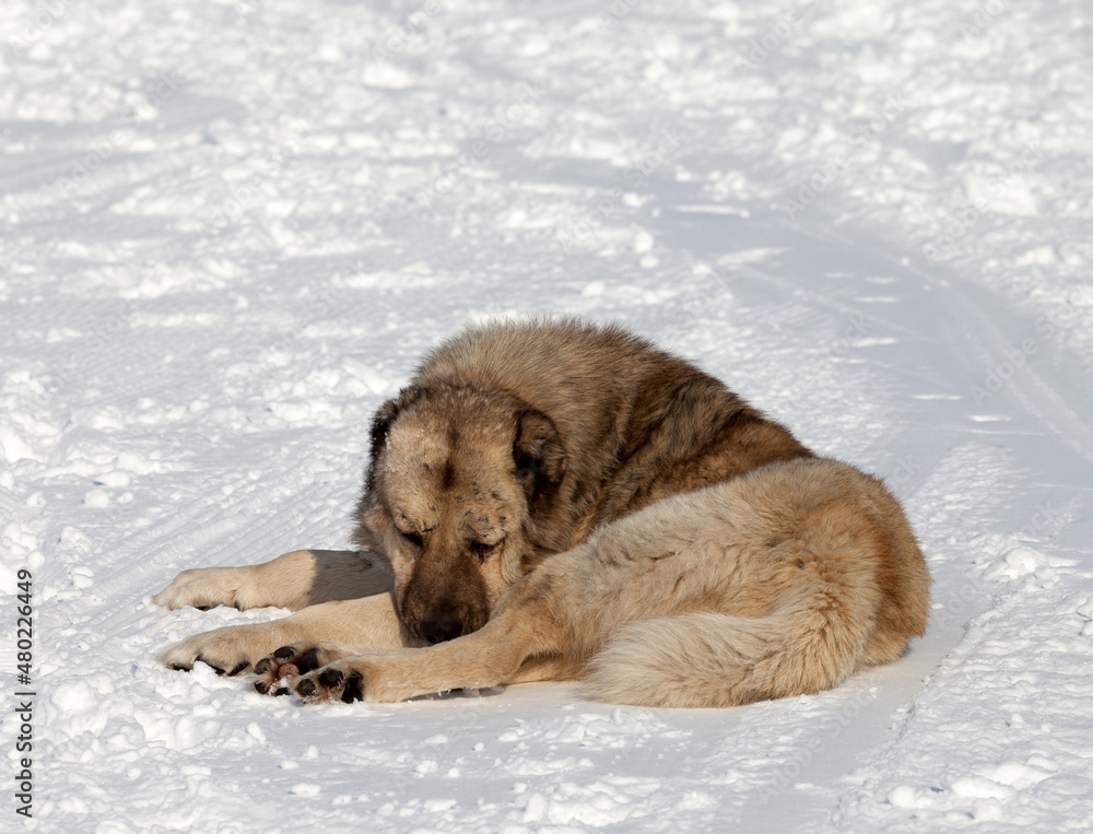 Dog sleeping on ski slope