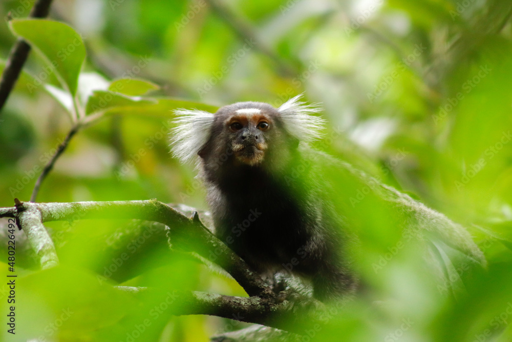 Star tamarin (mico-estrela, Callithrix penicillata) Star tamarin (mico-estrela, Callithrix penicillata)