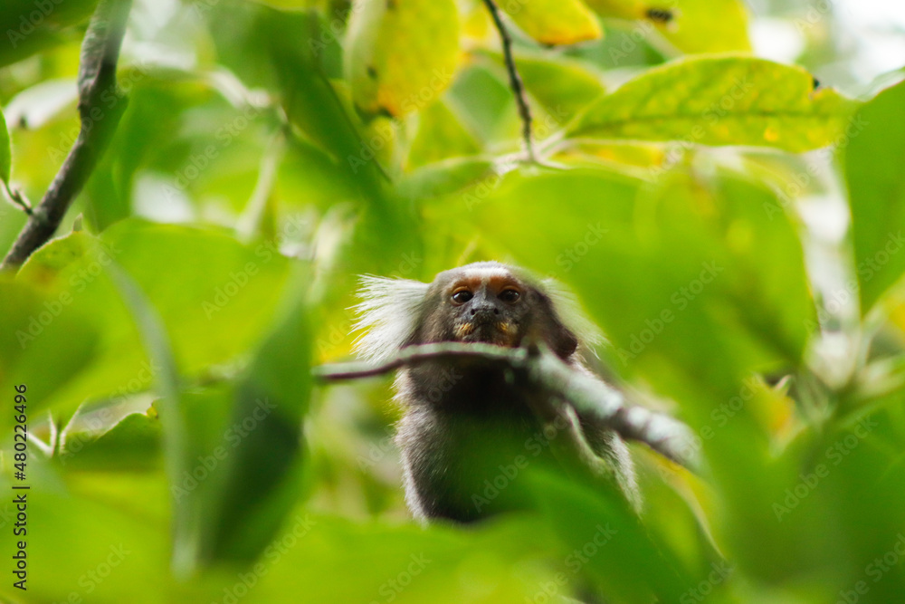 Star tamarin (mico-estrela, Callithrix penicillata) Star tamarin (mico-estrela, Callithrix penicillata)