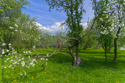 A blooming old apple tree with a bizarrely curved and twisted trunk.