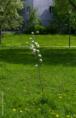 Small flowering apple tree. photo