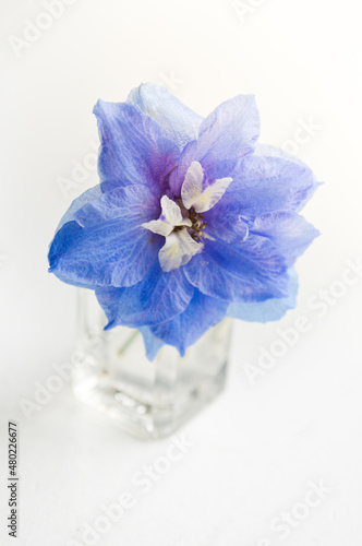 Canvas Print Top view of a blue delphinium in a small glass vase on white background